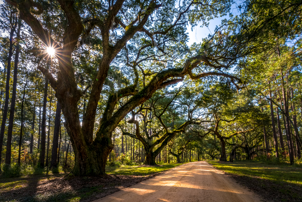 The Best Getaway from Charleston to Beaufort / Things to do in Beaufort SC near our bed and breakfast